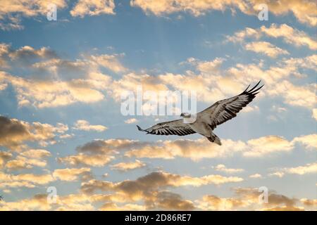 Gros plan sur un aigle marin à ventre blanc volant contre un ciel de coucher de soleil Banque D'Images