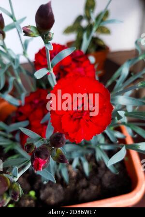 belle carnation rouge fleurir dans les pots. beaucoup de bourgeons de carnation Banque D'Images