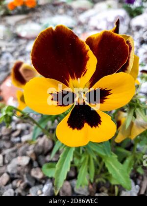 Fleurs de Pansy, gros plan. Alto tricolore, avec pétales brun jaune-orange foncé. Jardin coloré de fleurs de pansy. Plante hybride de la famille des Violacées. Symbo Banque D'Images