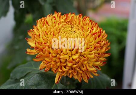 Couleur jaune et rouge de la fleur de Chrysanthemum 'Western Bushfire' Banque D'Images