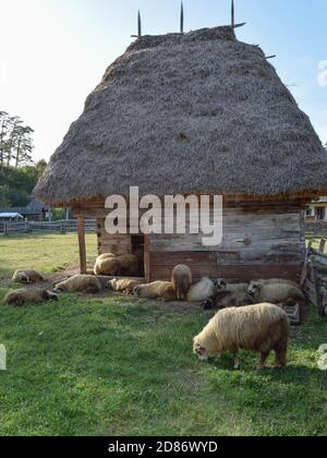 Traditionnelle roumaine paysanne stable avec toit de chaume. Architecture nationale. Moutons paître dans la cour lors d'une chaude journée de printemps. Banque D'Images