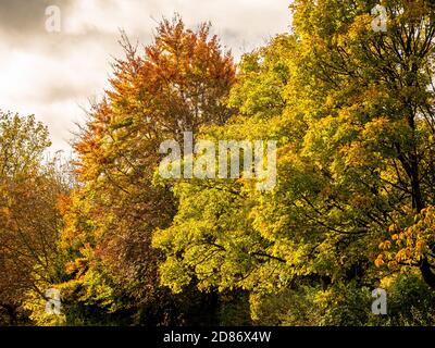 Arbre à feuilles caduques changeant de couleur, en automne, le long du bord de Monks Stray, York. Banque D'Images