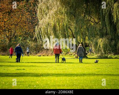 Marcheurs de chiens faisant de l'exercice de leurs chiens sur Monk Stray, Hekorth York Banque D'Images