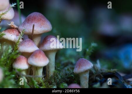 Petits champignons sauvages de la forêt de touffes de soufre rose et orange jaune pâle croissent dans la mousse verte, automne macro flou moody fond Banque D'Images