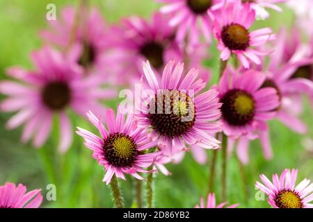 Fleurs de jardin roses fleurs de conefleuris roses Echinacea tennesseensis Banque D'Images