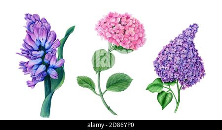 Collection florale vintage de jacinthe, d'Hydrangea et de lilas Banque D'Images