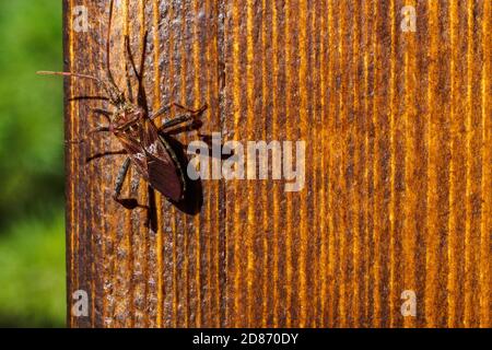 Insecte de la graine de conifères de l'Ouest, Leptoglossus occidentalis sur une planche de bois Banque D'Images