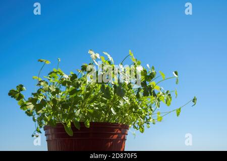 Plantules de persil en pot brun sur fond bleu ciel. Croissance des micro-verts à la maison, espace de copie, mise au point sélective. Banque D'Images