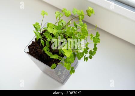 Semis de persil sur le rebord de la fenêtre. Plantation à domicile et culture alimentaire, microverts dans pot transparent Banque D'Images