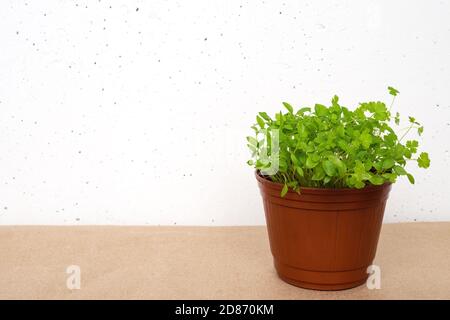 Pousses de persil en pot brun sur papier brun artisanal sur fond de mur en béton blanc. Culture de micro-légumes à la maison Banque D'Images