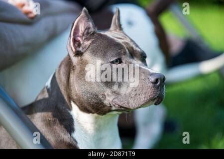 Mignon chien de Staffordshire Terrier à cheveux bleus Banque D'Images