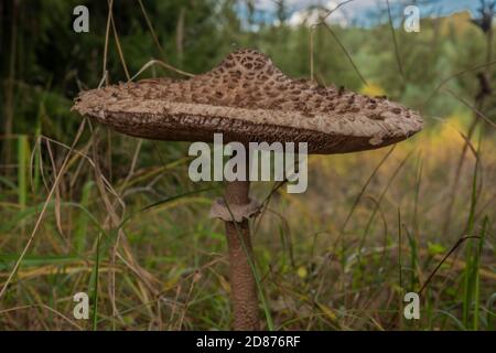 Parasol sur couleur prairie d'automne près de la forêt à l'ouest Bohême Banque D'Images