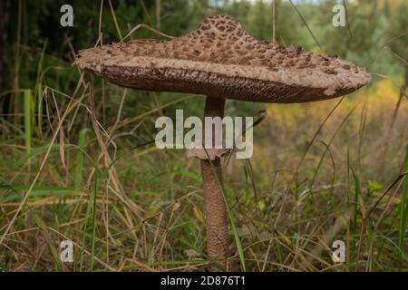 Parasol sur couleur prairie d'automne près de la forêt à l'ouest Bohême Banque D'Images