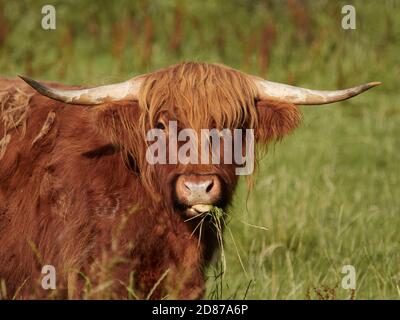 Portrait Highland cattle Banque D'Images