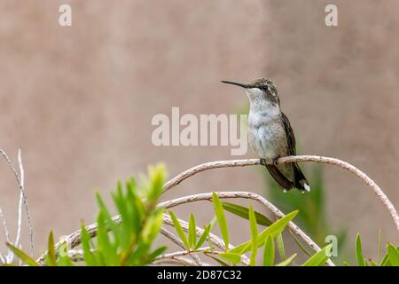 Un colibri femelle immature d'Anna perché sur une branche mince regarde à sa droite Banque D'Images