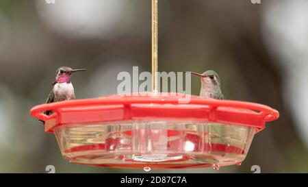 Un costas mâle et une jeune femme Broadbill Hummingbird at un chargeur Banque D'Images