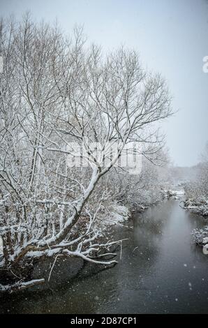 Sugar Grove, Borough en Pennsylvanie pendant une tempête de neige hivernale avec des arbres couverts de neige Banque D'Images