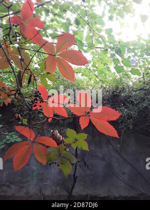 Feuilles de lierre rouge, orange, jaune et verte au soleil. Feuilles d'Ivy en automne. Banque D'Images