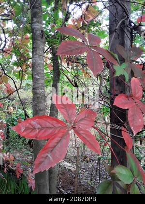 Feuilles de lierre rouge, orange, jaune et verte au soleil. Feuilles d'Ivy en automne. Banque D'Images