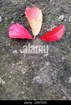 Feuilles de lierre rouge sur l'ancien sol en béton. feuilles de écarlate à l'automne. Image verticale. Le contexte de la crise climatique. Banque D'Images