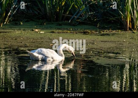 Cygne blanc nageant sur la surface de l'eau de la rivière miroir au coucher du soleil avec un fond vert profond Banque D'Images