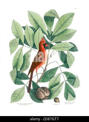 L'oiseau rouge dans un Hickory Tree avec le Pig-Nut, Mark Catesby Banque D'Images