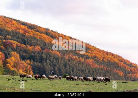 Scène rurale bulgare paysage brebis berger sur automne arbres colorés orange jaune vert fond soleil jour coucher de soleil Banque D'Images