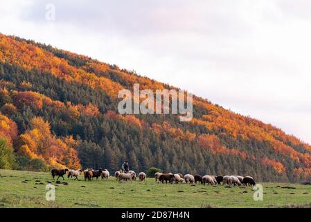 Scène rurale bulgare paysage brebis berger sur automne arbres colorés orange jaune vert fond soleil jour coucher de soleil Banque D'Images