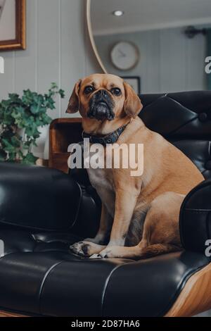 Portrait d'un joli chien de poule assis dans une chaise en cuir noir à la maison, regardant sur le côté, peu profond foyer. Banque D'Images