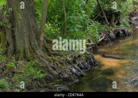 Arbre racines sur la banque d'un ruisseau clair, Allemagne Banque D'Images