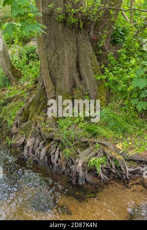 Arbre racines sur la banque d'un ruisseau clair, Allemagne Banque D'Images