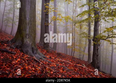 Forêt de hêtres dans le parc national de Mala Fatra par temps pluvieux, Slovaquie. Banque D'Images