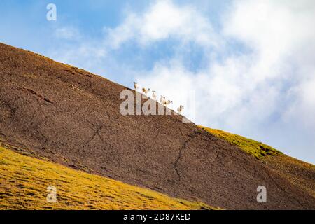 Groupe de chèvres au sommet de la colline au Denali Parc national Alaska Banque D'Images