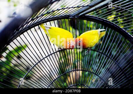 Perroquets jaunes les oiseaux de rivage se pichent les uns les autres dans la cage Banque D'Images