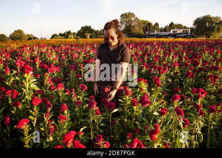 Jeune homme au polo noir sur un champ de fleurs de cempasuchil au coucher du soleil Banque D'Images