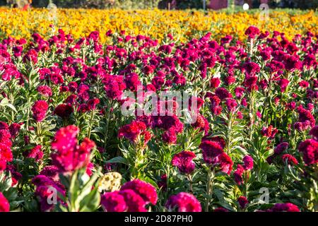 Champ de fleurs de cempasuchil orange et cerise (jour des morts) Au Mexique Banque D'Images