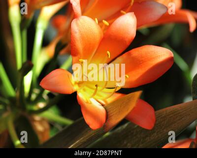 Vue rapprochée de Kaffir Lily Blossom Banque D'Images