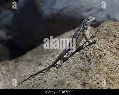 Lézard commun sur une roche avec des pierres en arrière-plan Banque D'Images