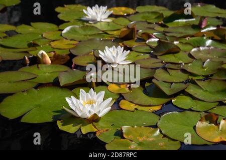 Lilas d'eau. Des nénuphars blancs flottent sur un étang. Banque D'Images