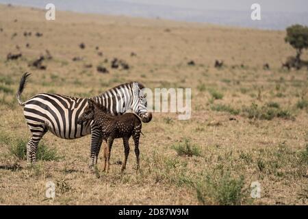 Le zèbre tacheté rare, 'Tira', avec sa mère dans le Maasai Mara, Kenya Banque D'Images