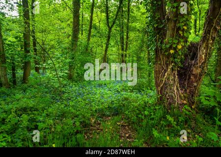 Tronc d'arbre recouvert de tiges de lierre dans une lumière douce au printemps dans le bois de Leeshall, ancienne forêt dans la vallée de Gleadless, Sheffield. Banque D'Images