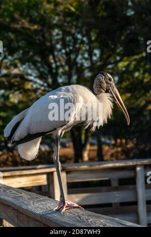 Hôtel Ibis Wood situé sur une clôture en bois au parc des marécages de Wakodahatchee, près de Del Ray Beach, Floride Banque D'Images