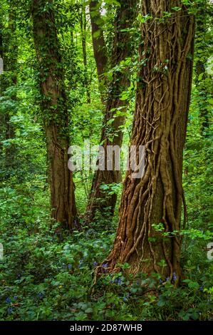 Tronc d'arbre recouvert de tiges de lierre dans une lumière douce au printemps dans le bois de Leeshall, ancienne forêt dans la vallée de Gleadless, Sheffield. Banque D'Images