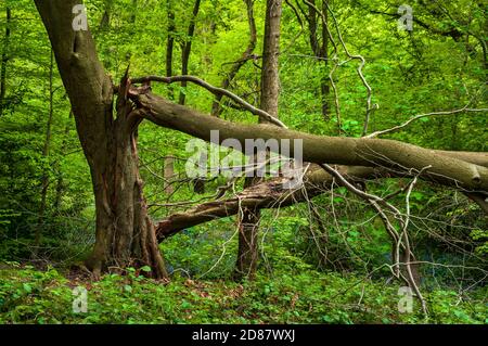 Arbre brisé dans une lumière douce au printemps dans le bois de Leeshall, ancienne forêt dans la vallée de Gleadless, Sheffield. Banque D'Images