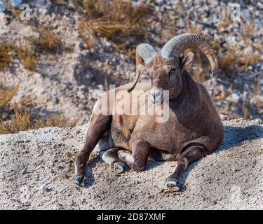 Mouflon de Bighorn couché dans les Badlands Banque D'Images