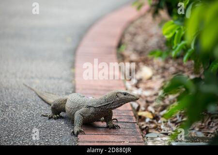 Un lézard moniteur sauvage de taille moyenne émerge du Bush et se promène sur le trottoir à la recherche de nourriture, une vue commune aux jardins botaniques de Singapour. Banque D'Images