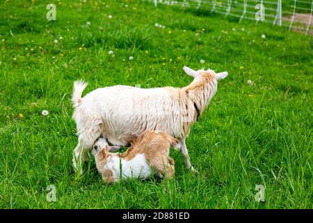 Un gamin de chèvre nain nigérian de sa mère dans un cimetière du comté de DeKalb près de Spencerville, Indiana, États-Unis. Banque D'Images