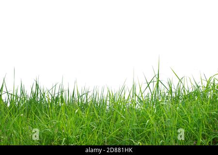 L'herbe verte isolée sur fond blanc Banque D'Images