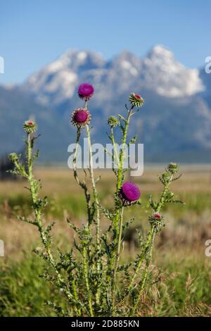 Musk Thistle, Carduus nutans, en pleine floraison dans le parc national de Grand Teton, Wyoming, aux États-Unis. La plage de Teton est en arrière-plan. Banque D'Images