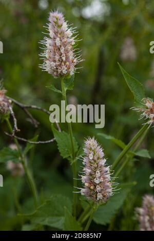 Nettle Leaf Giant Hyssop ou Horse Mint dans le parc national de Grand Teton, Wyoming, États-Unis. Banque D'Images